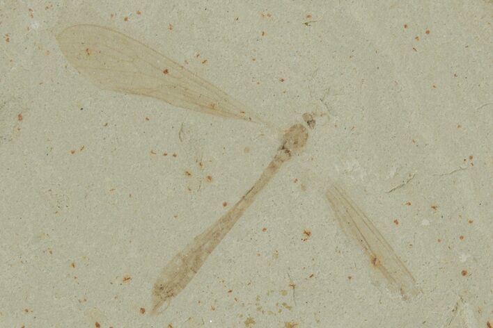 Fossil Crane Fly (Tipulidae) with Wings - Green River Formation #215628